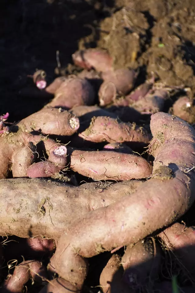 Hasadına başlanan mor patates verimi ve fiyatıyla üreticiyi sevindirdi