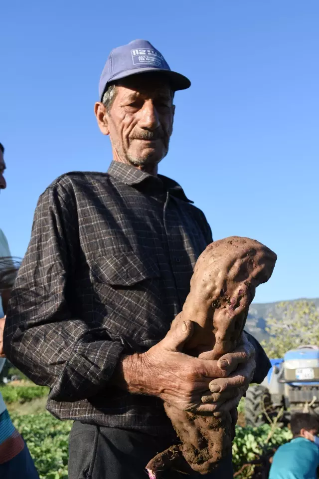 Hasadına başlanan mor patates verimi ve fiyatıyla üreticiyi sevindirdi