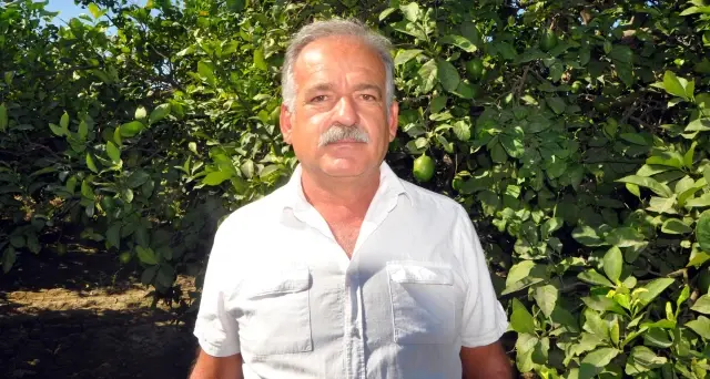 Üreticiler kesim zamanı gelen limona alıcı bekliyor
