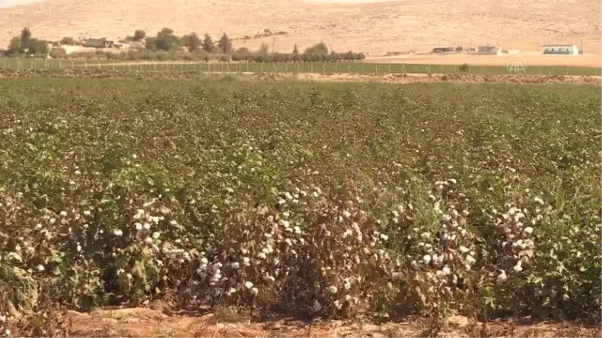 ŞANLIURFA - Şanlıurfa'da 'beyaz altın' hasadı başladı