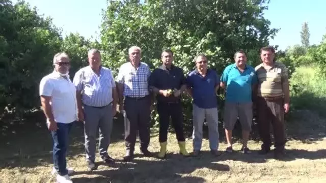 Üreticiler kesim zamanı gelen limona alıcı bekliyor
