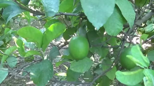 Üreticiler kesim zamanı gelen limona alıcı bekliyor