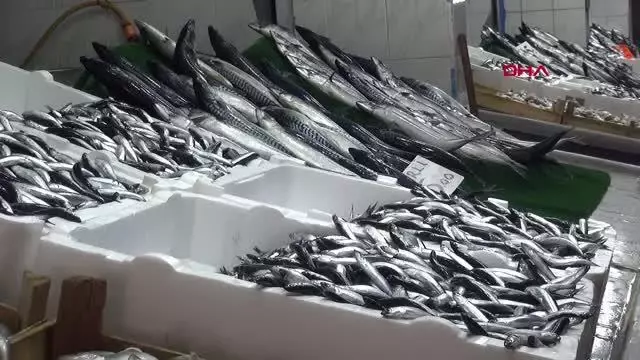 KARADENİZ DENİZ SUYU SICAKLIĞI NORMALE DÖNDÜ, TEZGAHLAR BALIKLA DOLDU
