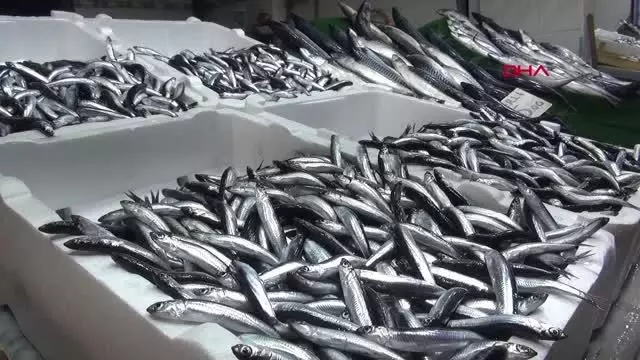 KARADENİZ DENİZ SUYU SICAKLIĞI NORMALE DÖNDÜ, TEZGAHLAR BALIKLA DOLDU