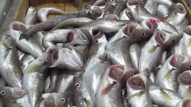 KARADENİZ DENİZ SUYU SICAKLIĞI NORMALE DÖNDÜ, TEZGAHLAR BALIKLA DOLDU