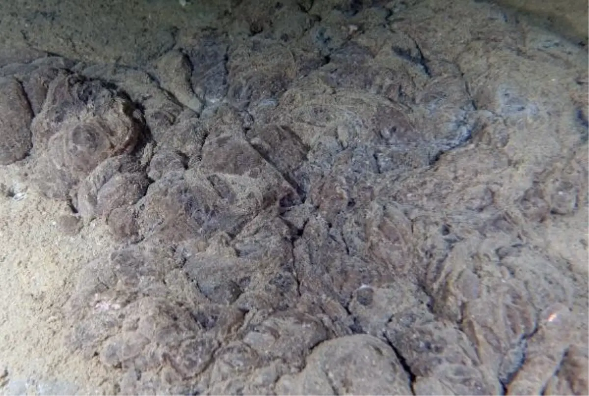 Prof.Dr. Sarı: Kasım ayında müsilaj tekrarlayabilir