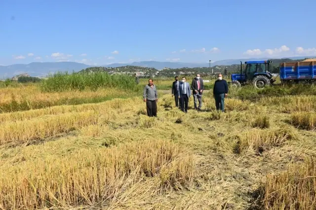 Çeltik hasadı başladı