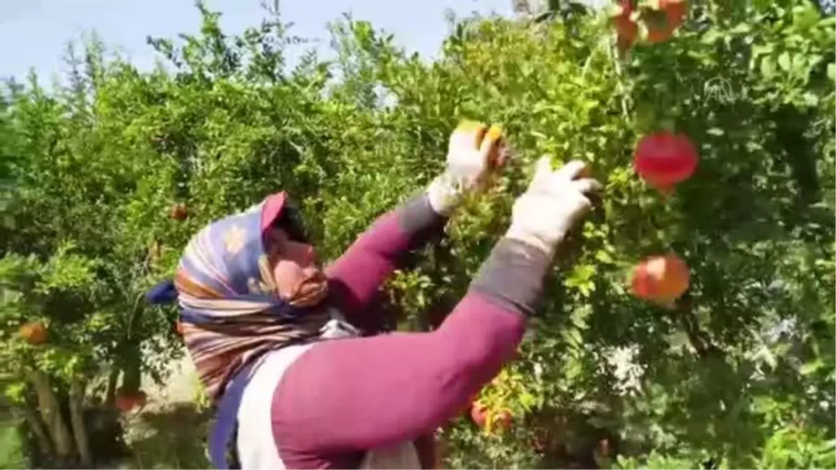 23 bin 596 dekar alanda nar üretiliyor