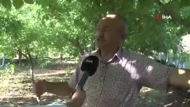 Bahçesine domuz dadanan çiftçi çareyi oyun havalarında buldu