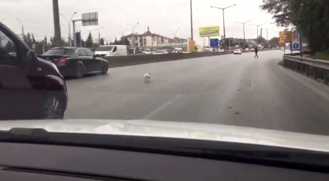 kacan kopek trafigi birbirine katti 2 14411109 o