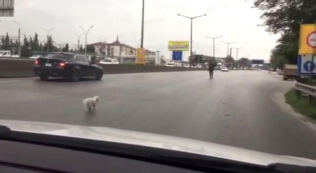 kacan kopek trafigi birbirine katti 3 14411109 o