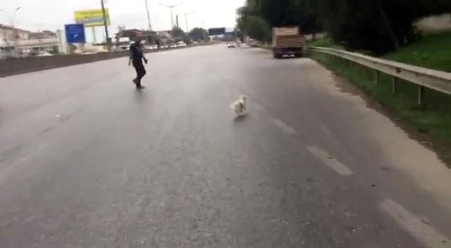 kacan kopek trafigi birbirine katti 4 14411109 o