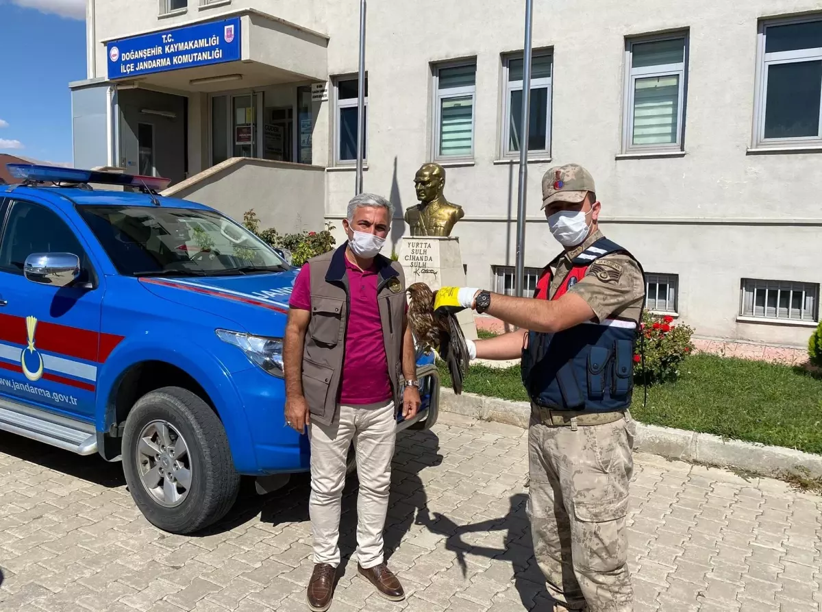 Malatya'da jandarma ekipleri yaralı bulduğu şahini tedavi ettirdi