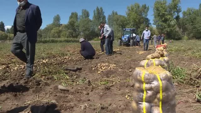 Patates, ayçiçeği ve mısır hasadına başlandı