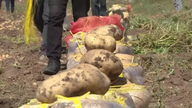 Patates, ayçiçeği ve mısır hasadına başlandı