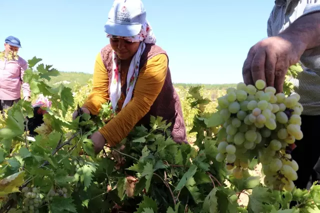 Üretici fiyat farkından rahatsız! Üzüm tarlada 3,5, markette 10 TL