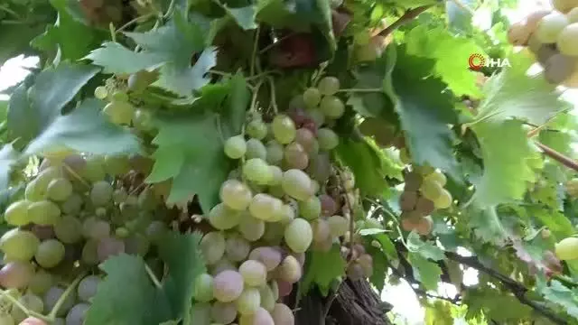 Üzümün pekmez yolculuğu