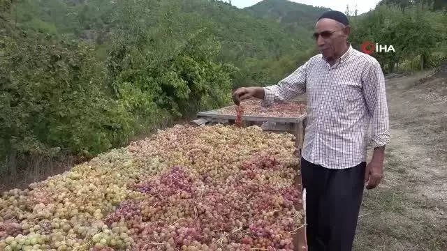 Üzümün pekmez yolculuğu