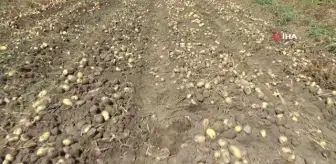 Mısır: Vali ve Belediye başkanı kasket takıp yelek giyindikten sonra patates hasadı yaptı Mısır: Vali ve Belediye başkanı kasket takıp yelek giyindikten sonra patates hasadı yaptı