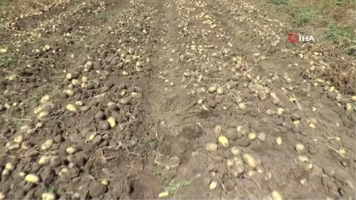 Vali ve Belediye başkanı kasket takıp yelek giyindikten sonra patates hasadı yaptı