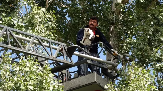 Ağaçta mahsur kalan kedi kurtarıldı