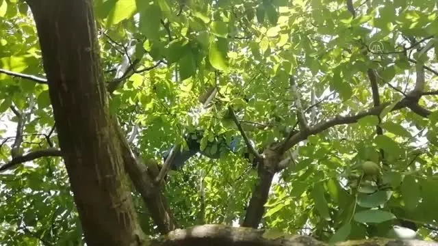 Bahçesinde yetiştirdiği cevizleri kendi toplayan Halit dede örnek oluyor