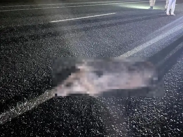 Elazığ'da araç domuz sürüsüne çarptı: 2 yaralı