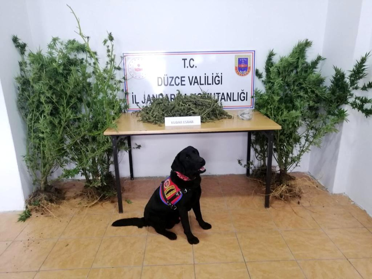 Evine kenevir eken şüpheliye jandarma baskını