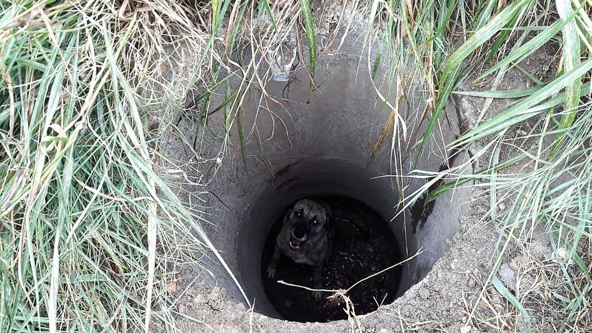 Rögara düşen köpeği itfaiye ekipleri kurtardı