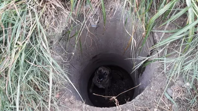 Rögara düşen köpeği itfaiye ekipleri kurtardı