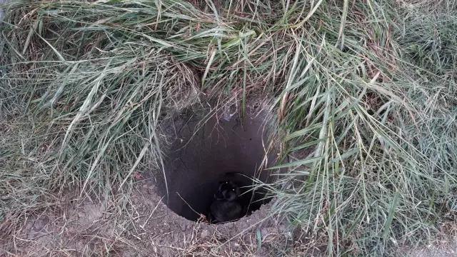 Rögara düşen köpeği itfaiye ekipleri kurtardı