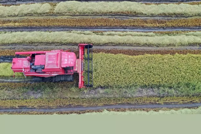 Türkiye'nin çeltik ambarında hasat başladı