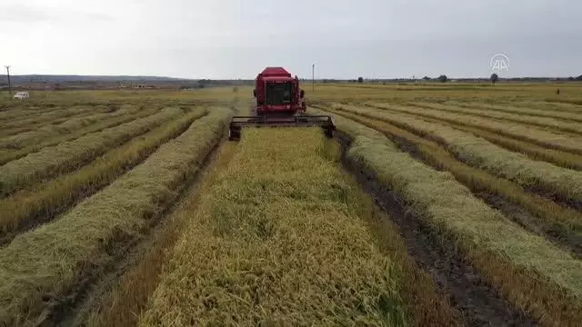 Türkiye'nin çeltik ambarında hasat başladı