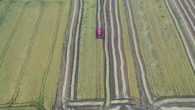 Türkiye'nin çeltik ambarında hasat başladı
