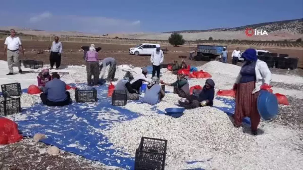 Araban'da sarımsak dikimi başladı