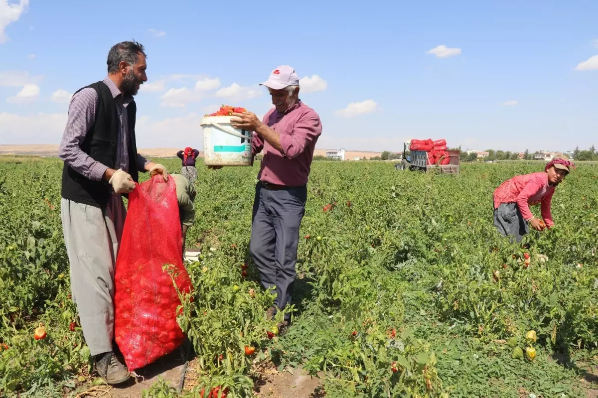 Biber tarlada 1, markette 4 TL! Çiftçi duruma isyan ediyor
