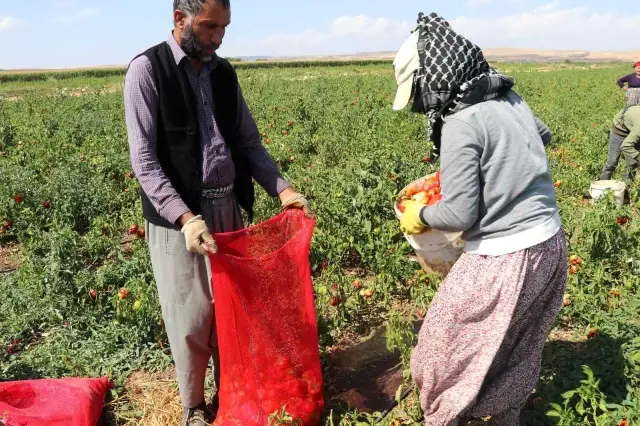 Biber tarlada 1, markette 4 TL! Çiftçi duruma isyan ediyor