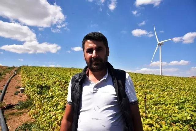 Bitlis'te bu yıl 40 bin ton fasulye hasadı bekleniyor