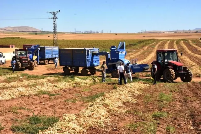 Bitlis'te bu yıl 40 bin ton fasulye hasadı bekleniyor