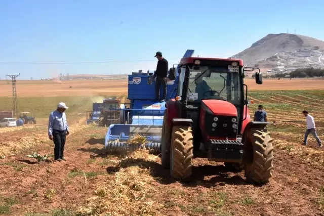 Bitlis'te bu yıl 40 bin ton fasulye hasadı bekleniyor