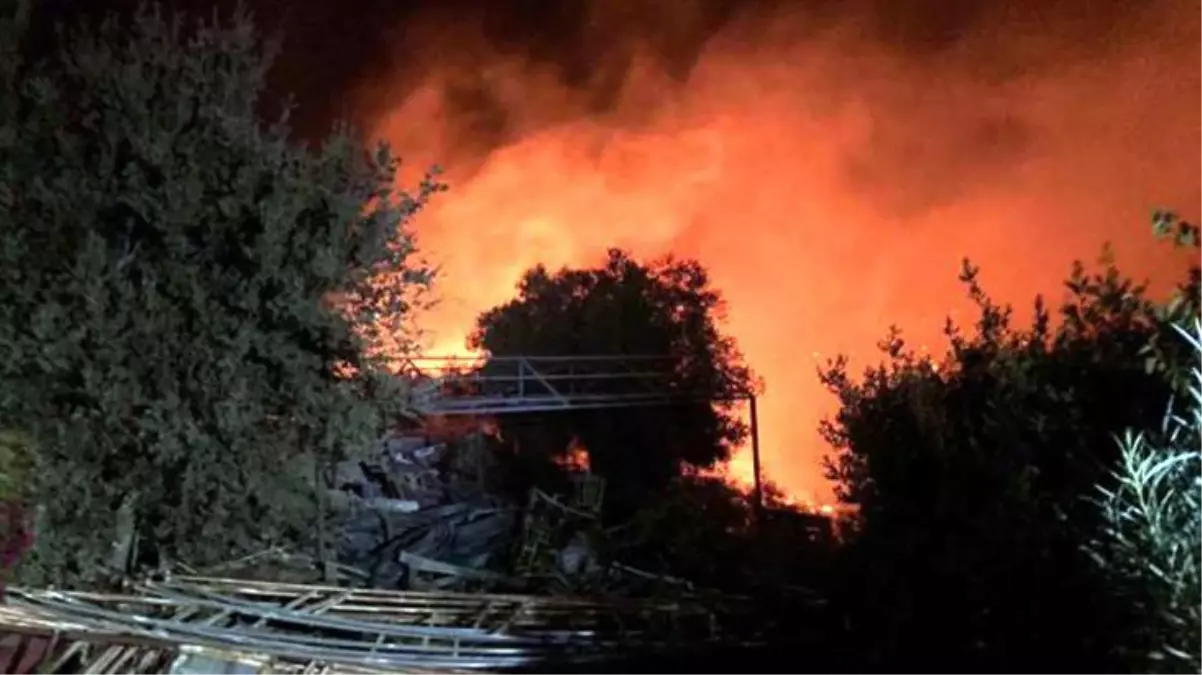 Bodrum'da makilik alanda çıkan yangın 5 hektarlık alanı küle çevirdi
