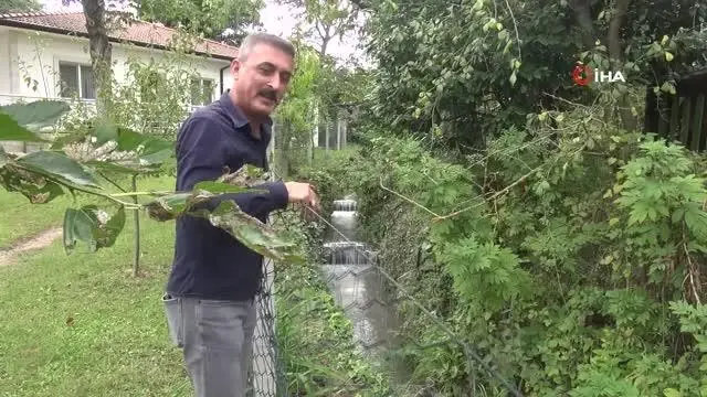 civitli kaplarini yikadigi derenin rengi masa 2 14414632 o