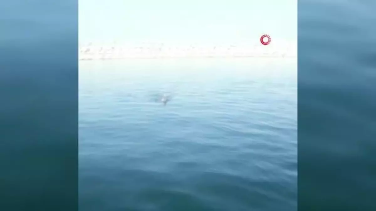 Denizde boğulmak üzere olan köpeği balıkçılar böyle kurtardı