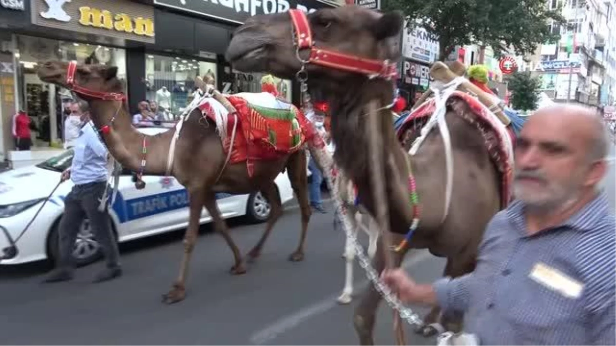 Diyarbakır 11. Karpuz Şenliğini coşkuyla kutladı, sokaklarda develer karpuz taşıdı