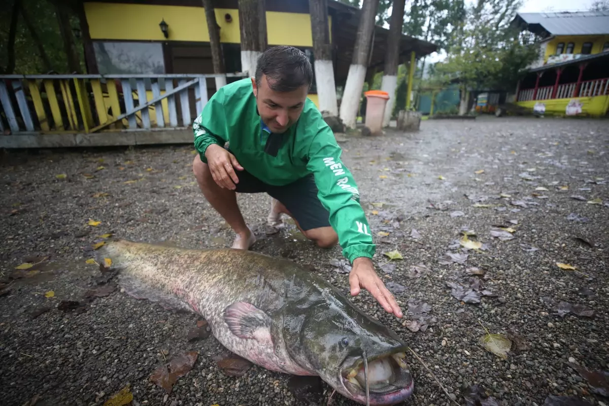 Düzce'de amatör balıkçının oltasına 51 kilogramlık yayın balığı takıldı