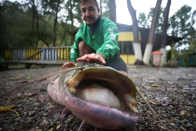 Düzce'de amatör balıkçının oltasına 51 kilogramlık yayın balığı takıldı