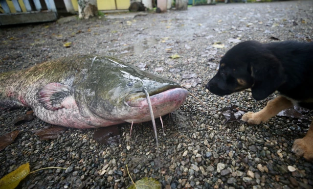 Düzce'de amatör balıkçının oltasına 51 kilogramlık yayın balığı takıldı