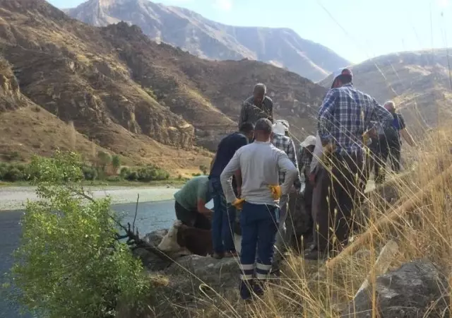 Kayalıklara sıkışan ineği belediye ekipleri kurtardı