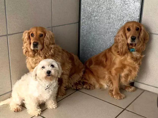 Galler'de yaklaşık 200 köpek yasa dışı olduğu iddia edilen köpek çiftliğinden kurtarıldı
