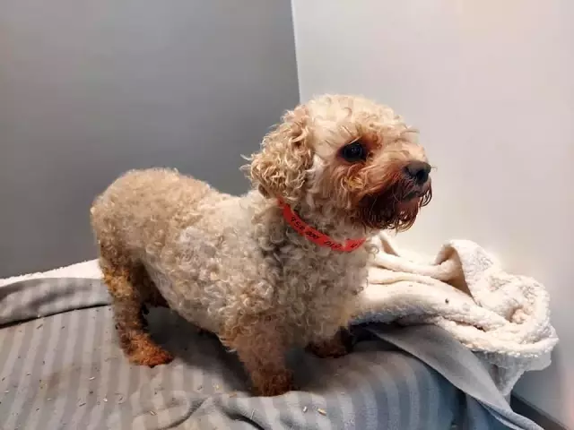 Galler'de yaklaşık 200 köpek yasa dışı olduğu iddia edilen köpek çiftliğinden kurtarıldı